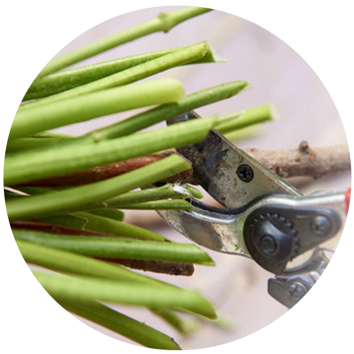 1cm schuin afsnidjen