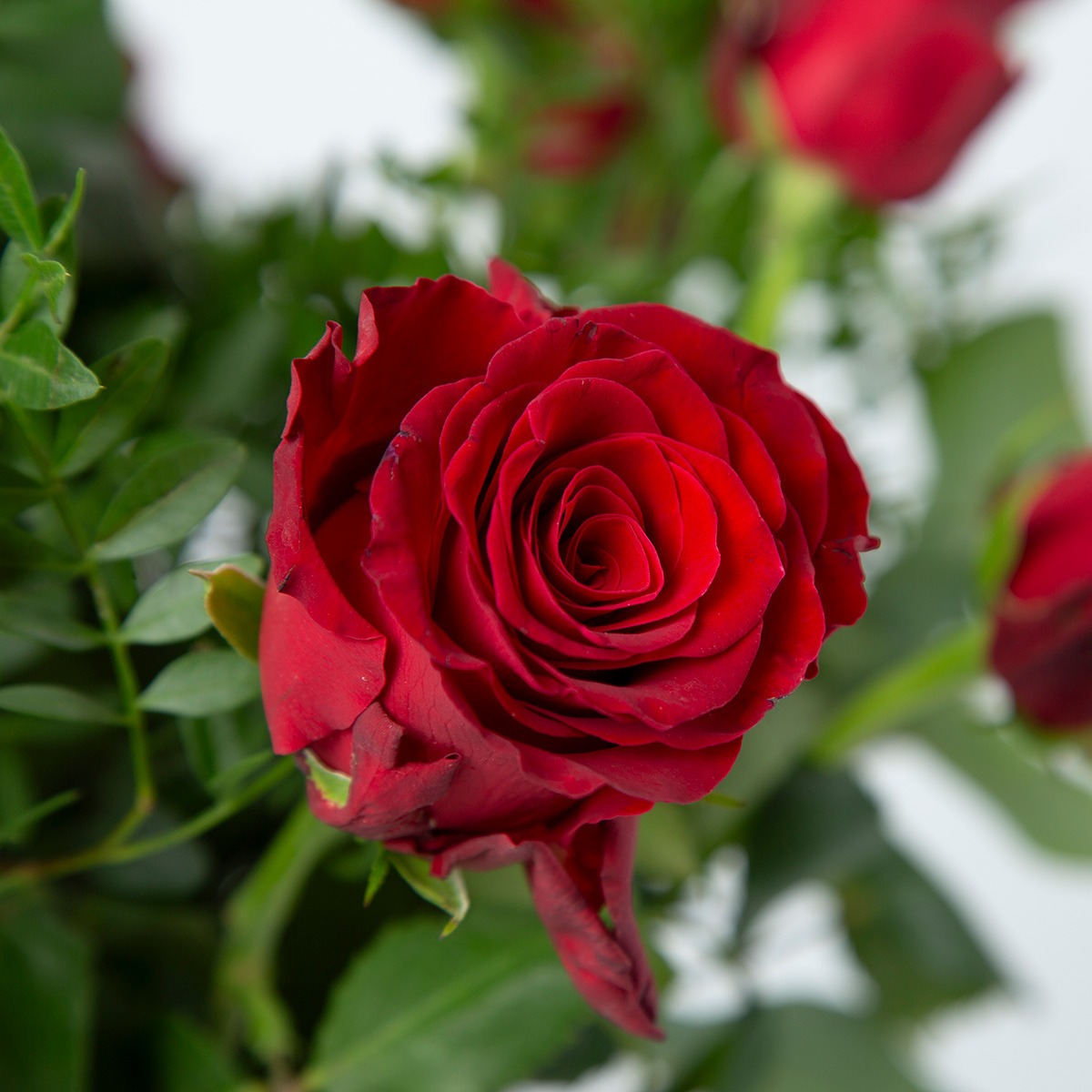 Ingezoomde rode roos