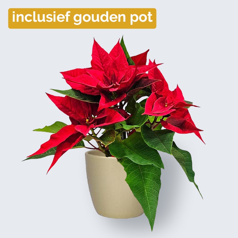 Kerstster (Poiinsettia)