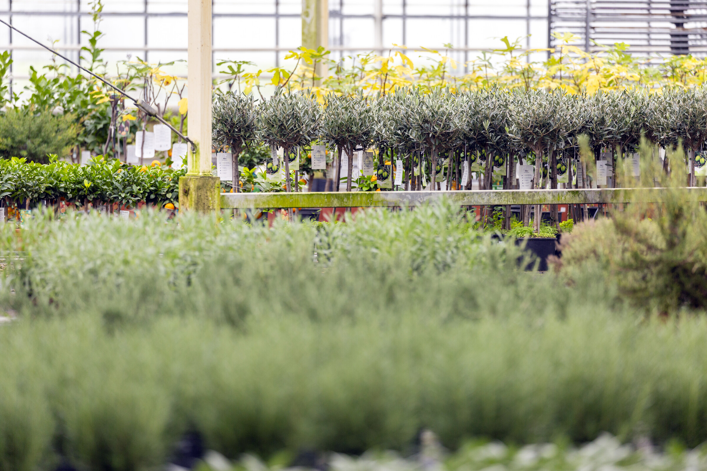 Goedkoop planten bestellen